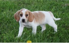 Štěňátka Beagle jsou připravena do nových domovů.