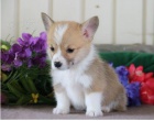 Štěňátka Corgi Pembroke jsou připravena do nových domovů.