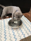 k dispozici  2štěňata cane corso italiano