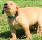 Štěňata labradorů jsou připravena do nových domovů.