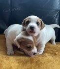 Miniaturní štěňata Jack Russell