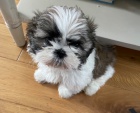 Chlapec a dívka Shih Tzu