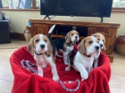 Krásná štěňata Beagle