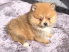 Krsn Nmeck pic trpasli pomerian