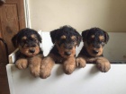 Airedale teriér pro nové domovy