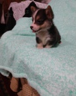 Welsh Pembroke corgi tri barevné t. Byli vychováni v našem domě spolu se svou matkou a tátou. s certifikátem 5 generace, odčervené očkování
