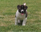 Akita pupiees jsou připraveny k adopci