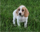 Beagle štěňátka jsou připravena poznat nové rodiny.