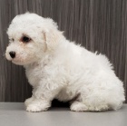 Štěňátka Bichon Frise jsou připravena na nové Rodiny