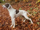 Chovný POINTER