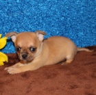tata mini ivavy