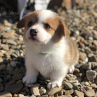 Zdravá a očkovaná štěňata Pembroke Welsh Corgis na prodej
