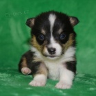Štěňata Pembroke Welsh Corgis na prodej