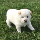 Štěňata Shiba Inu jsou připravena k adopci a novým rodinám.