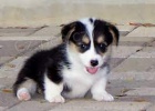 Welsh Pembroke corgi tri barevné t. Byli vychováni v našem domě spolu se svou matkou a tátou. s certifikátem 5 generace, odčervené očkování