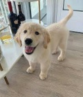 Štěňata zlatého retrívra k adopci.