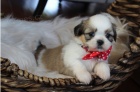 Štěňata Shih Tzu k adopci.