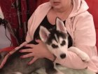 zdravý sibiřský husky na prodej.