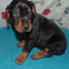 Štěňata dobermana na prodej.