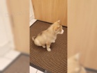 Sibisk husky tata miminka