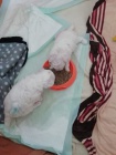 Bichon Frisé ; Bisonek ,pro skutečné domovy.
