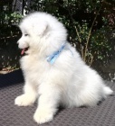3 samojed chlupatá štěňátka k adopci