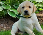 Krásný labradorský dárek k adopci zdarma,