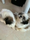 Kr�sn� �t��ata shih tzu sn�hov� b�l�. oni jsou