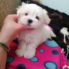 Nejlep�� ��lek malt�zsk�ch �t��at k dispozici