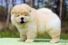 Klasick� �t��ata Chow Chow