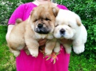 Chow Chow �t��ata
