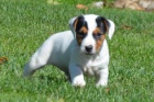 získejte úžasná a zdravá štěňata jack russell na prodej.