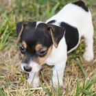 získejte úžasná a zdravá štěňata jack russell na prodej.