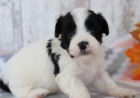Havanese štěňata na prodej.