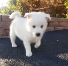Prodej krásných psů Pomskies (kříženec plemene sibiřský husky a pomeranian)