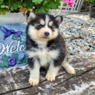 Prodej krásných psů Pomskies (kříženec plemene sibiřský husky a pomeranian)