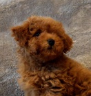 mini 2  pudlová štěňátka k adopci