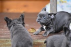Štěňata  francouzského buldočka připravena jít co nejdříve