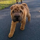 Shar Pei štěňata k dispozici