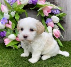 Havanská štěňata jsou připravena na adopci a nové rodiny.