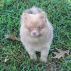 Pomeranian štěňata na prodej.