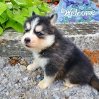 Krásná štěňátka Pomskies na prodej (sibiřský a pomeranský kříženec)