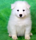 Milujc tata Samojed k adopci