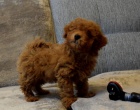 mini 2  pudlová štěňátka k adopci