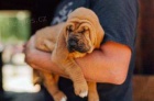 dispozici štěňátka Bloodhound..