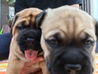 štěňata jsou  dispozici Bullmastiff pro dobré přijetí