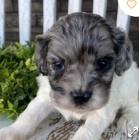 krásné štěně cockapoo k adopci