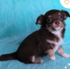 krásné čivava štěně pro adopton