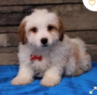 krásné štěně bernedoodle k adopci