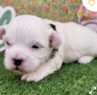 krásné havanské štěně k adopci